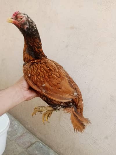 oldblodline ki madii