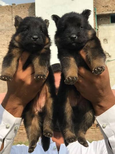 German shepherd long cout pair 2 mahnt for sale active and healthy