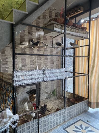 Pigeons/Hens/Pinjara
