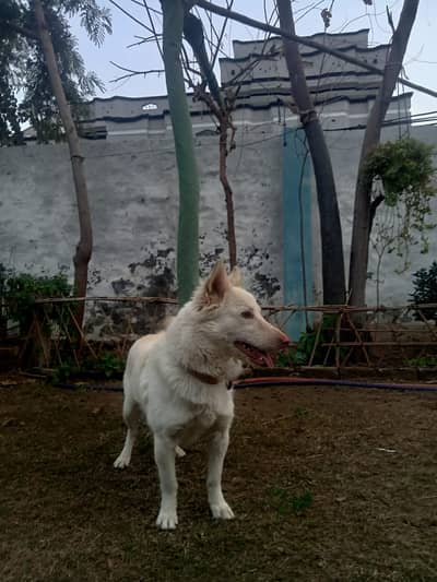 Russian female dog for urgent sale