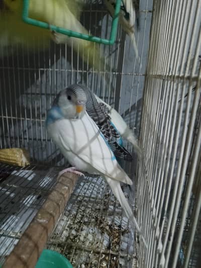 BUDGIES FOR SALE