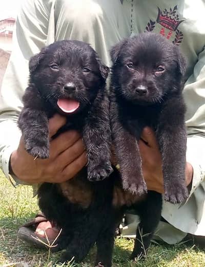 black shepherd long cout pair 2 mahnt for sale active and healthy
