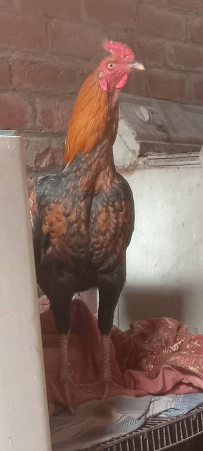 ek murgi ek murga phone number 03014650419