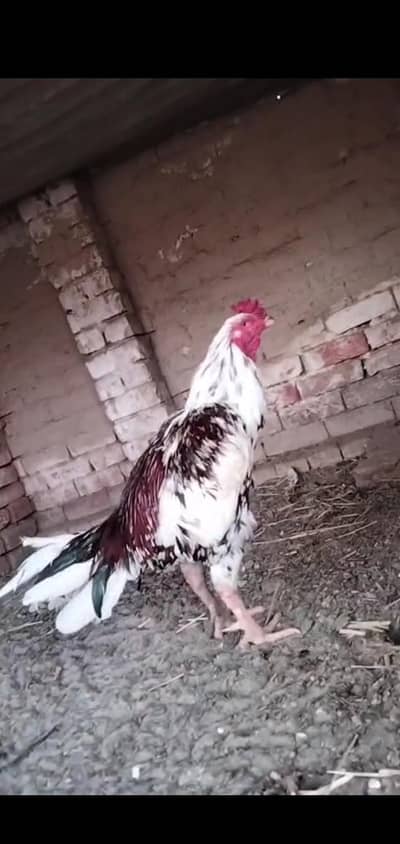 Aseel murghe for sale