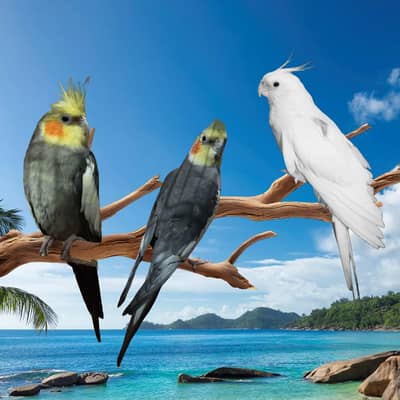 Pet Birds for Urgent Sale!