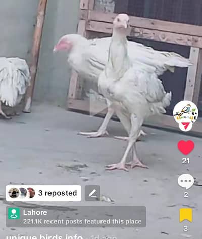 white Aseel Heera Madi