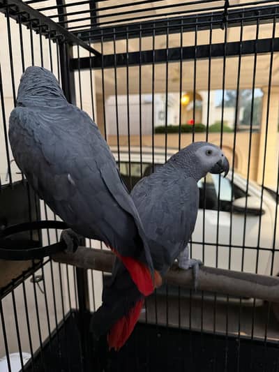 Africal Gray parrots , Parrots