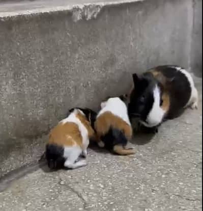 Guinea pig with 2 babies