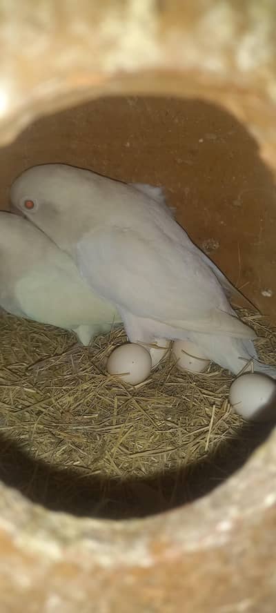 bridar pair  albino 0،3،0،6،1،8،4،8،9،2،1