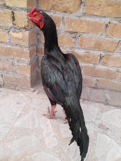 black aseel for sale