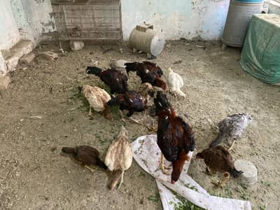 Jo ap ko pasad ayai wo mill jai gi