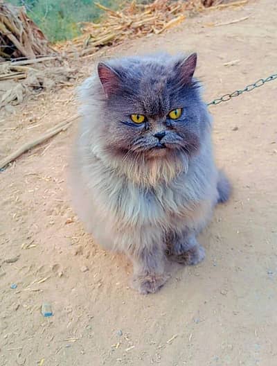 persian cat for sell