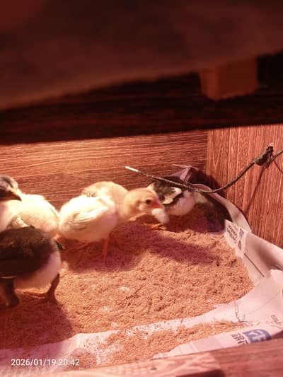 Aseel Pakistani chicks for sale