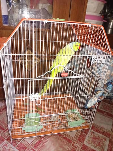 ringnaick confirmed breeding pair