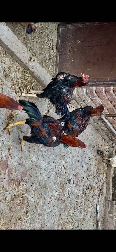 Jo ap ko pasad ayai wo mill jai gi