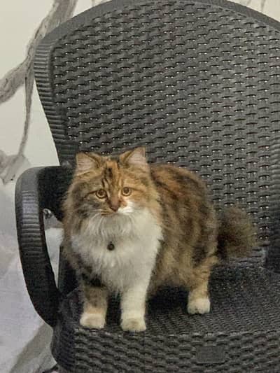 Triple coat Persian cat female