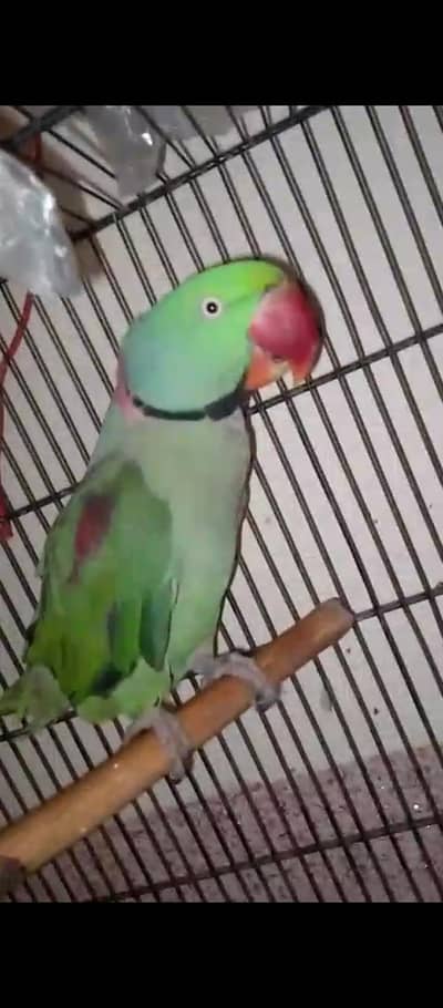 raw male 03025368418