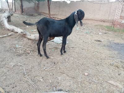 pure beetal bakra breader