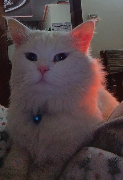 persian white cat .