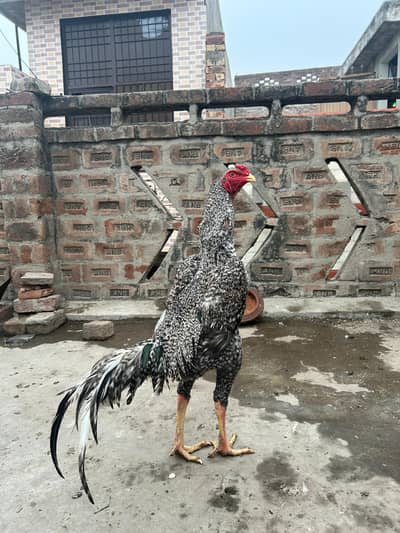 Coco Shamo Male for Sale