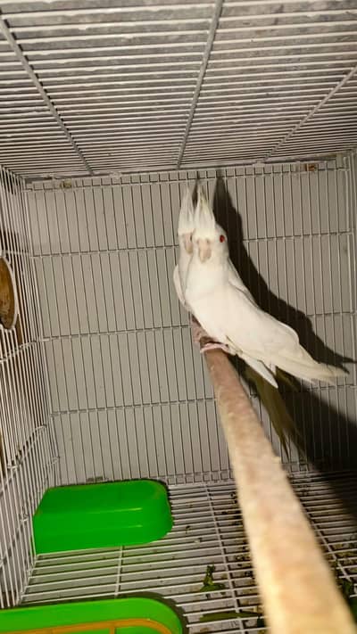 ENO Cockatiel Red Eye