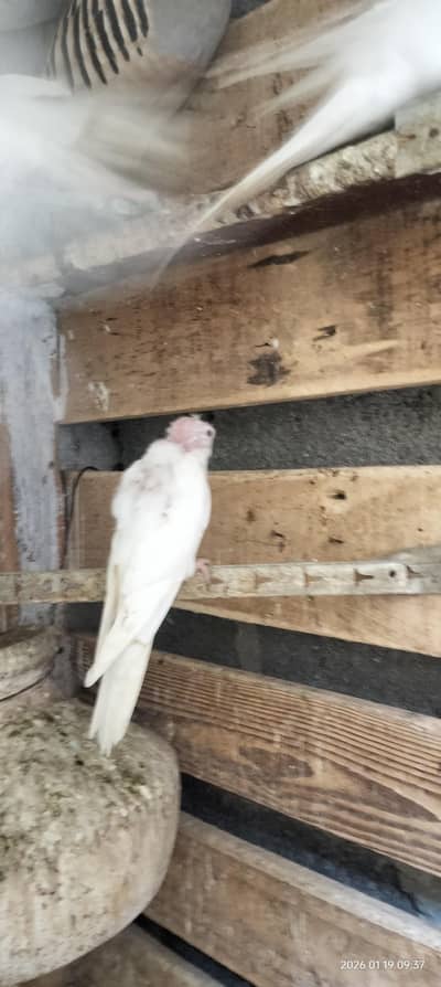 cockatiel white red eyes