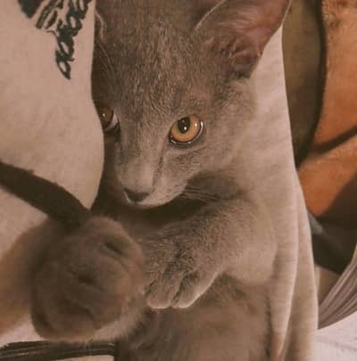 Grey Persian kitten