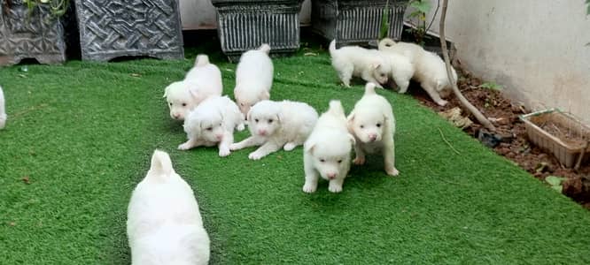 Russian puppy long hair
