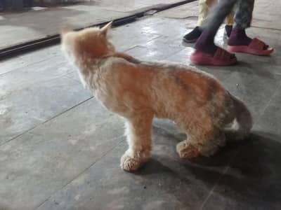 cat male haldiy pharshan  big size jast like lion kid