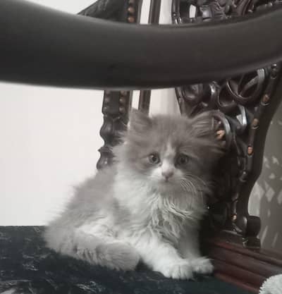 Persian Kittens for sale