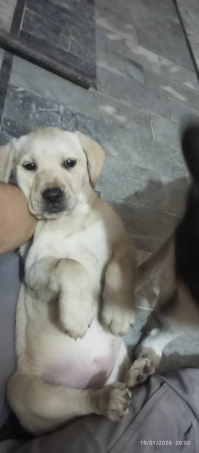 female Labrador puppy
