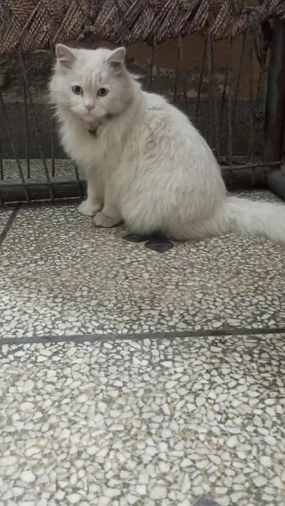 pure Persian cat female pregnant urgent for sale demand 15 hazar