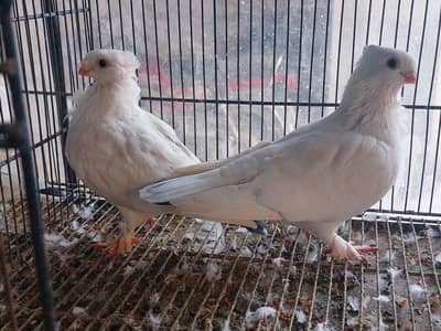 pigeon pair Sentient breed
