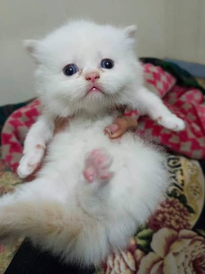 Persian kittens sami punch face