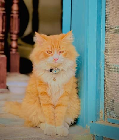 Handsome Male Persian Cat / Beautiful and Healthy - For Sale