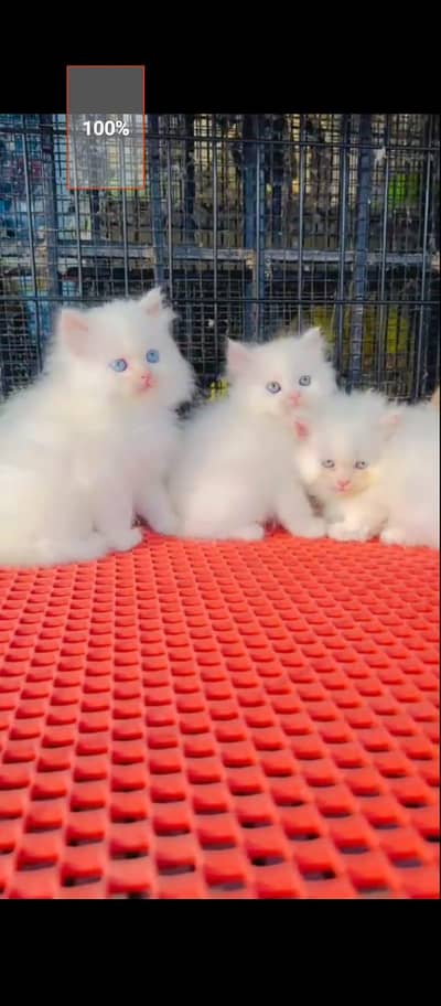 Persian cat for sale male or female my WhatsApp 03297552620