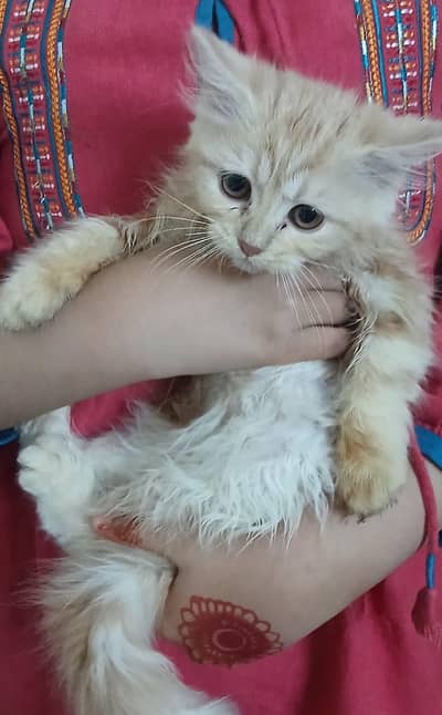 cute kitten for sale