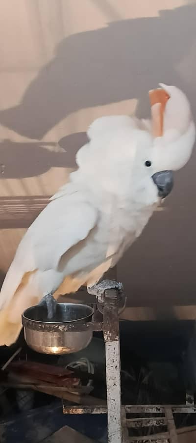 cockatoo tame & talking available