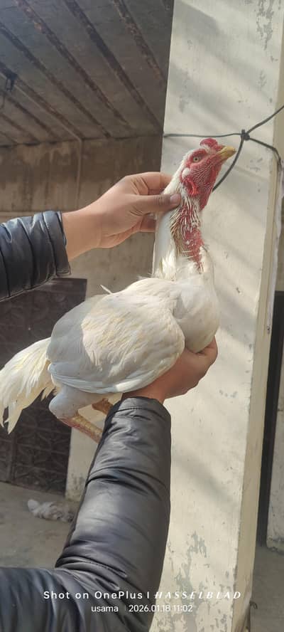 full safed color ka hai murga