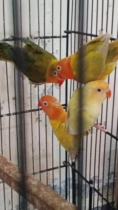 Palefallow Split Opaline Pathay