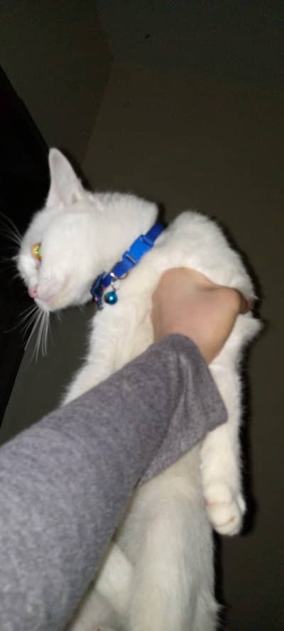 Russian double coated female white Persian triple coated male