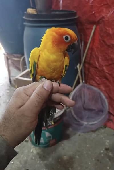 sunconure tamed pair available