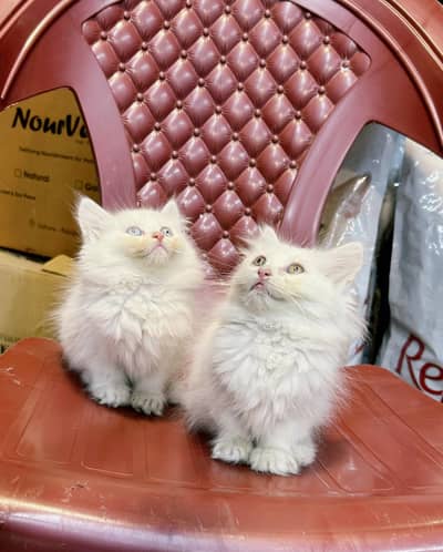 Persian Pair Kitten For Sale