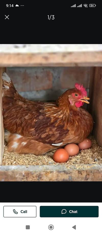 lohman brown fertil egg