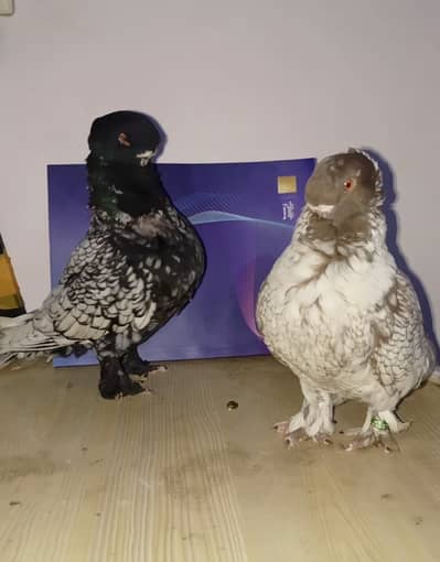 Modern Oriental Frill Blondinette