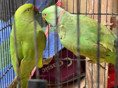Parrots for sale