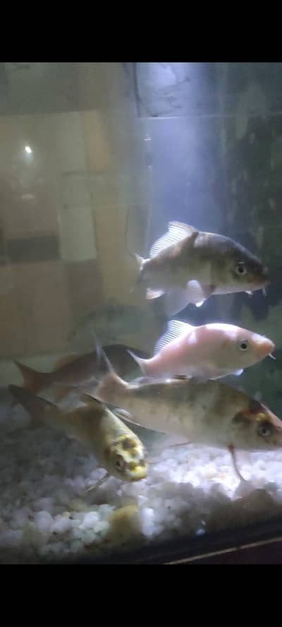 Healthy koi Fish for sale