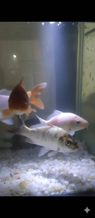 6 Healthy koi Fishs for Sale!!