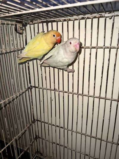 Albino into Decino Breeder Pair