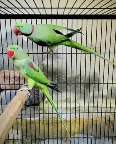 Kashmiri Raw Parrots Male Female